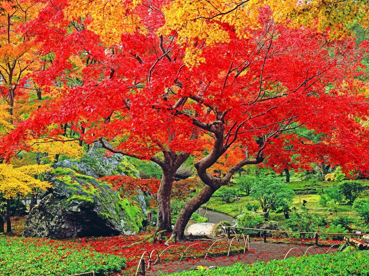 【京都・嵐山】 宝厳院