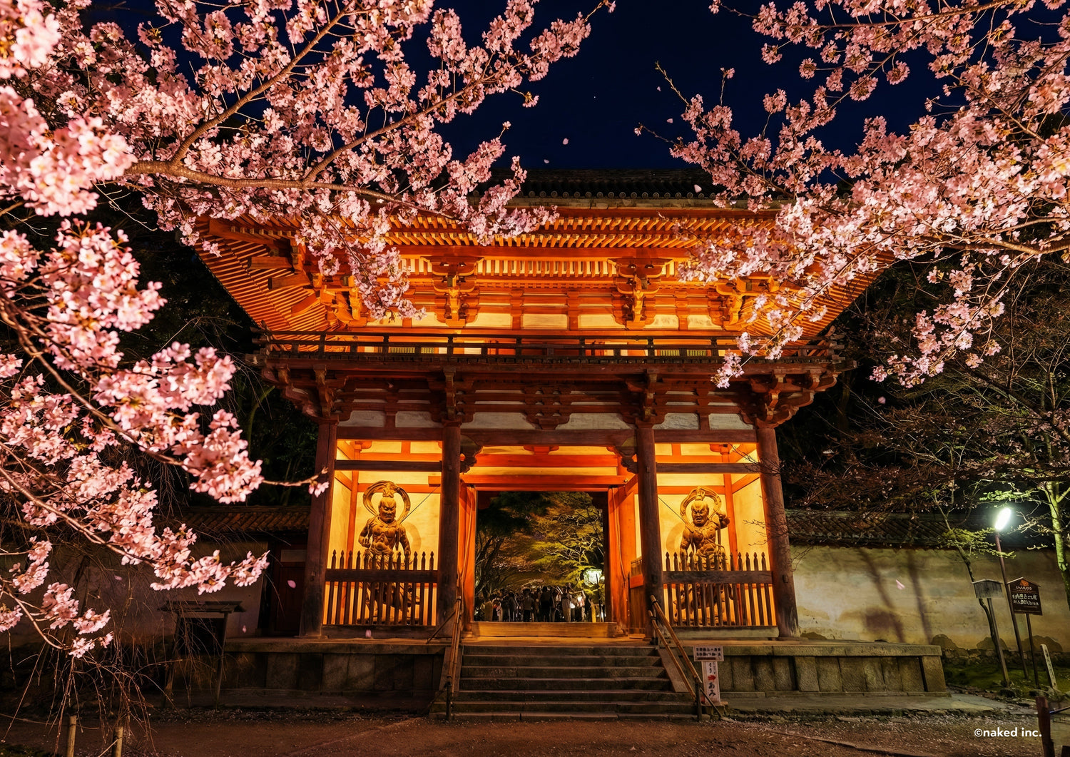 【2026春】醍醐寺の夜桜ライトアップへ。<br>「NAKED meets 世界遺産 醍醐寺 ―醍醐花見―」で楽しむ春の特別な夜