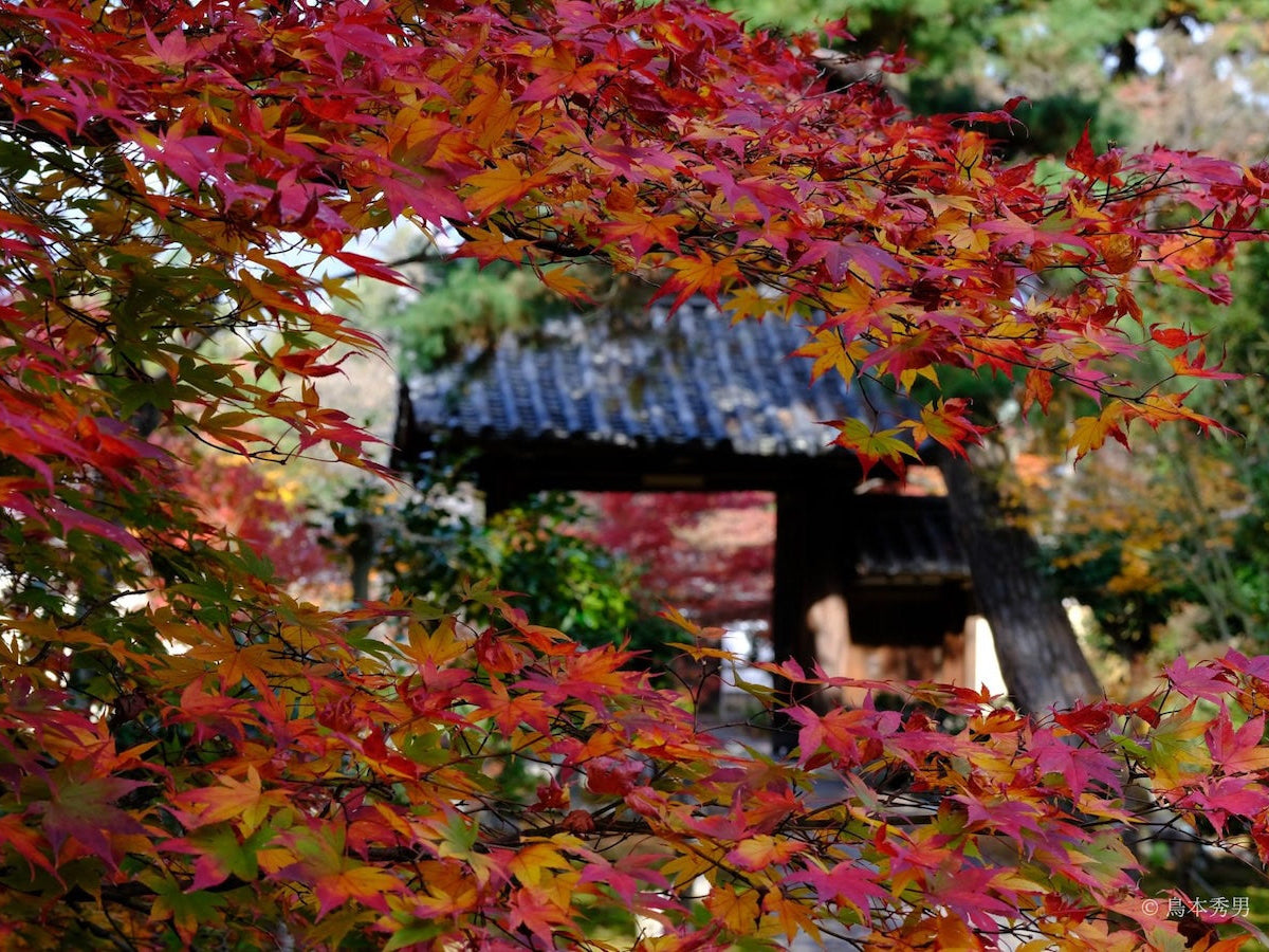【2026年秋】京都・嵐山の紅葉を静かな朝に。鹿王院で1日20名限定「早朝特別拝観」