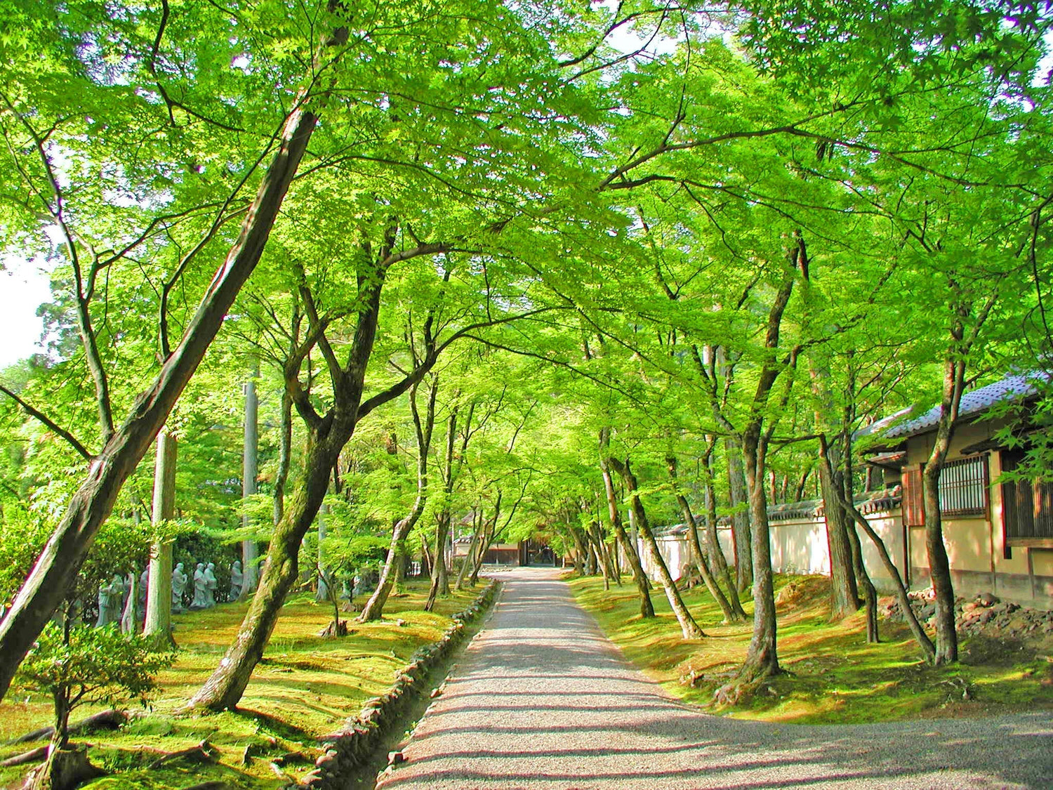【2026年版】「今年こそ訪れたい嵐山・嵯峨野の穴場」３選｜喧騒を離れて訪れる、青紅葉が美しい名刹