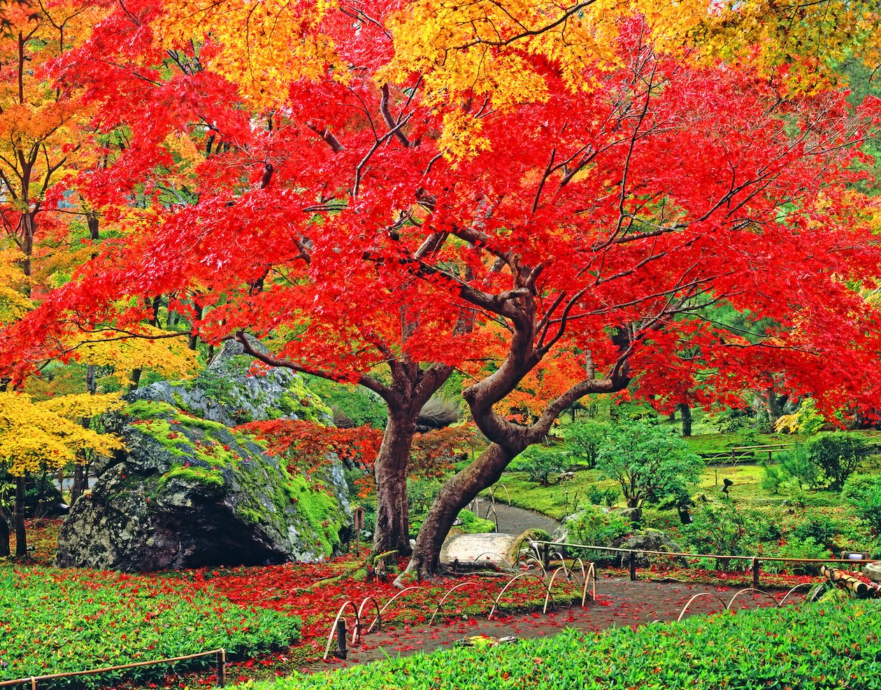 【京都・嵐山】 宝厳院